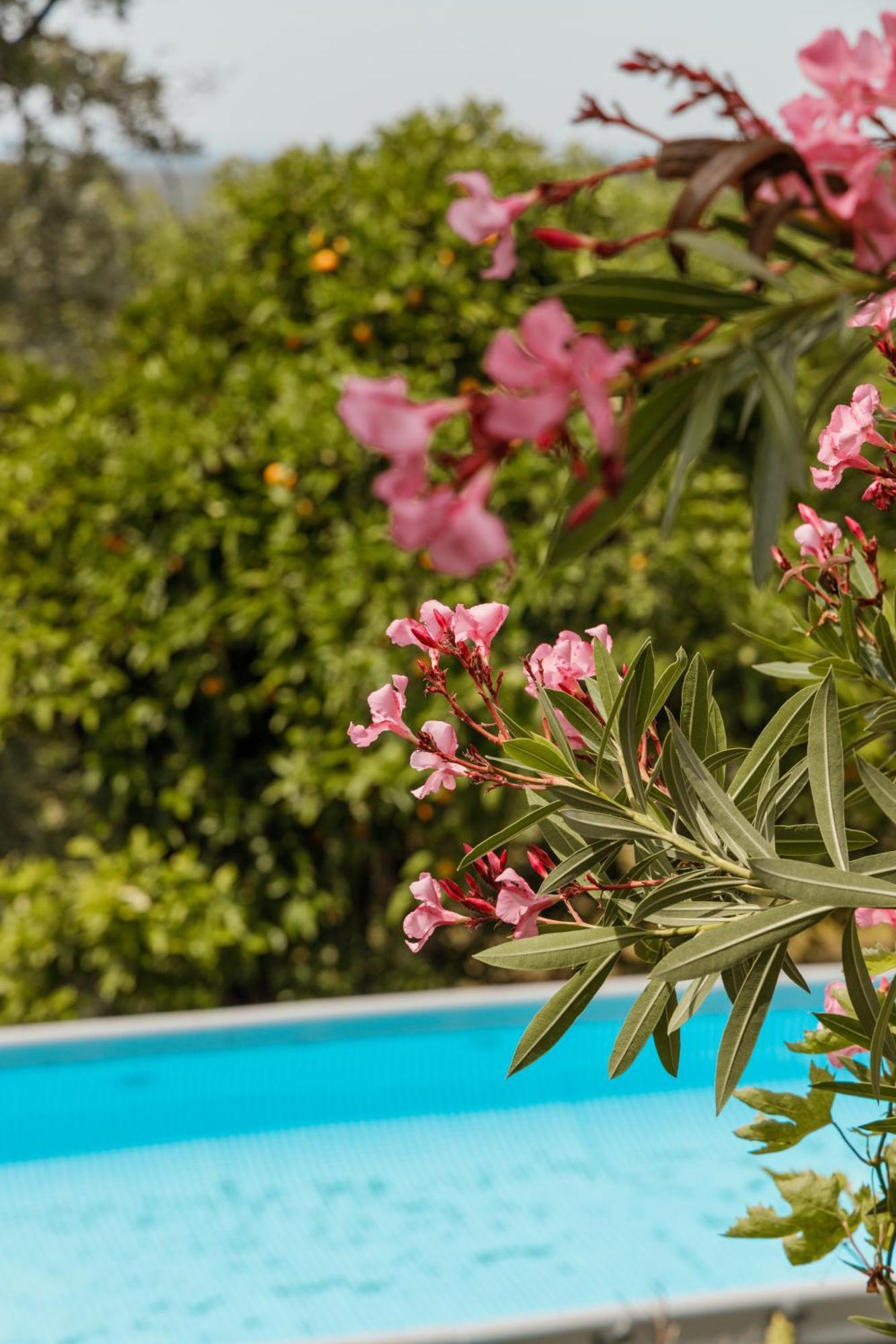 Casa Rural En Candeleda Con Piscina Y Un Maravilloso Jardin Bagian luar foto